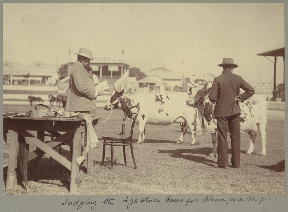 Judging the Ayrshire cows for the championship, Brisbane Exhibition, August 1907.
