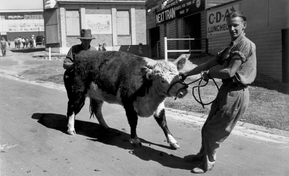 Stubborn young Hereford being unwillingly lead by his attendant RNA Show, Brisbane 1940. John Oxley Library, State Library of Queensland. Neg 193909 