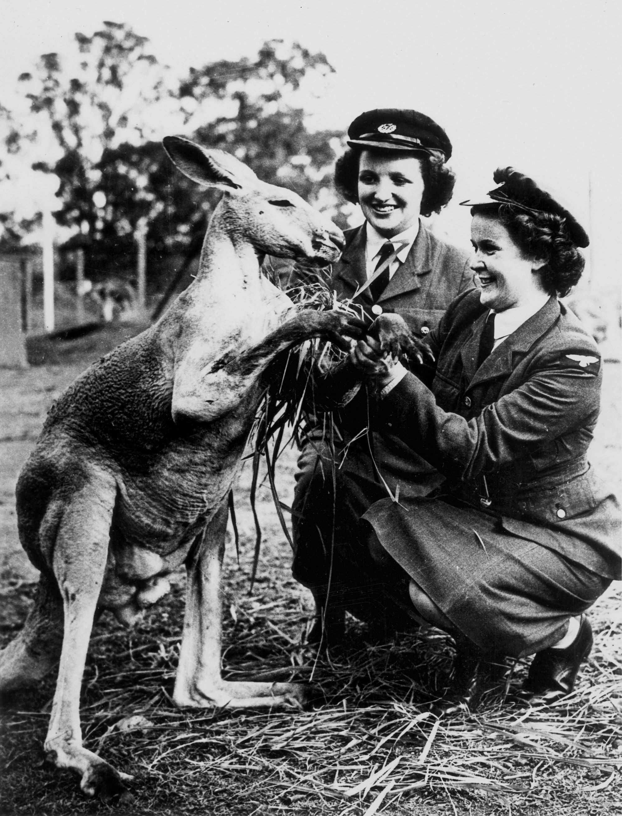 Two young ladies in their Women's Australian Air Force uniforms feed the kangaroo, Brisbane, ca. 1942
