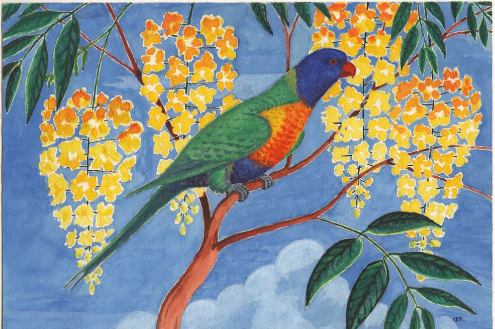 Rainbow lorikeet illustration from Margaret Lawrie Collection of Torres Strait Islands Material.