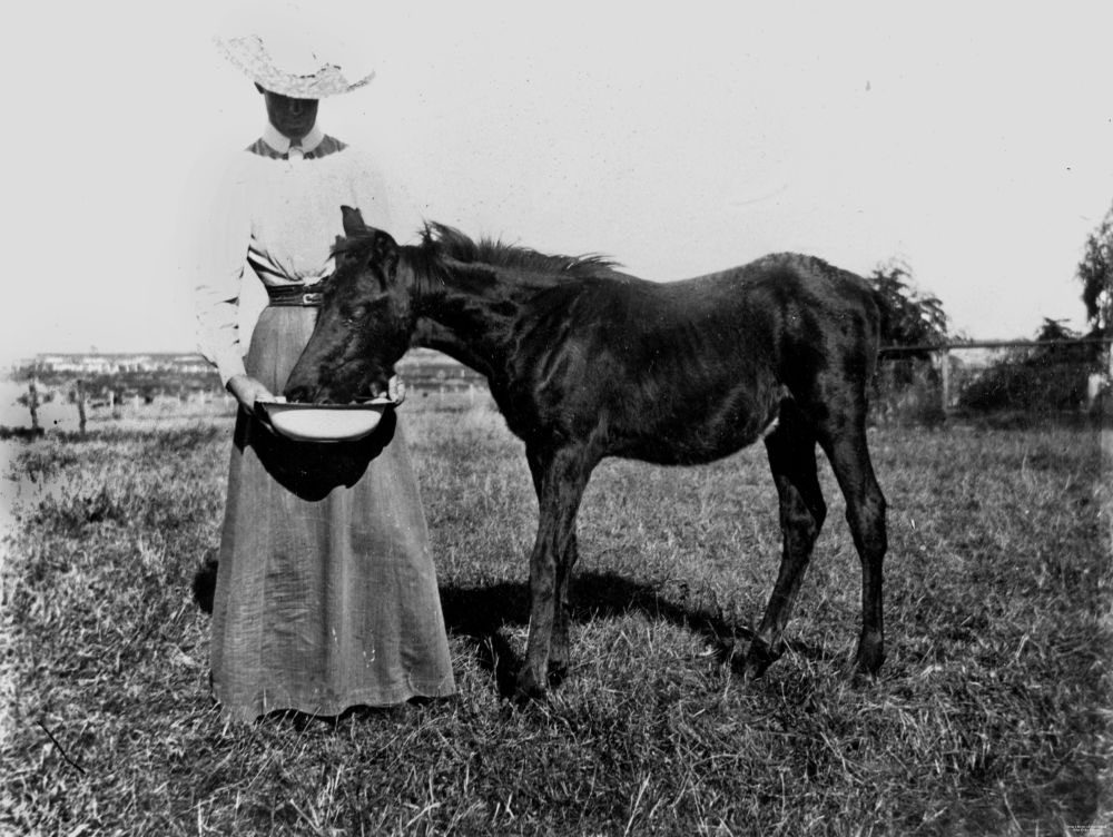 Woman feed foal