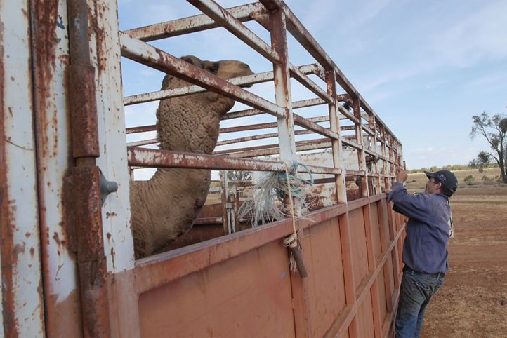 Loading camels on to trucks in western Queensland.