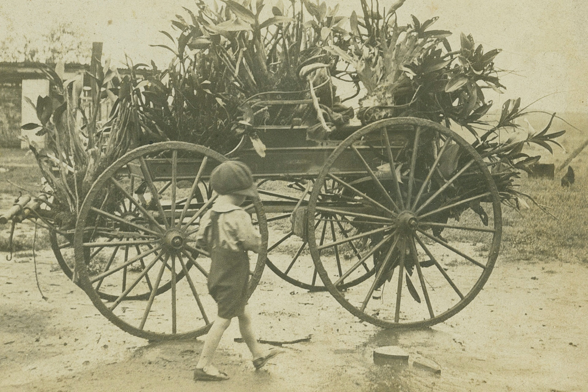 Young boy walking in front of a cart with orchids in 1921.