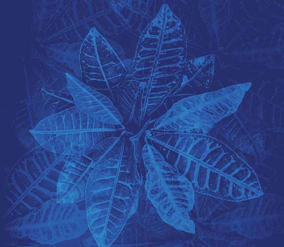 Blue leaf texture