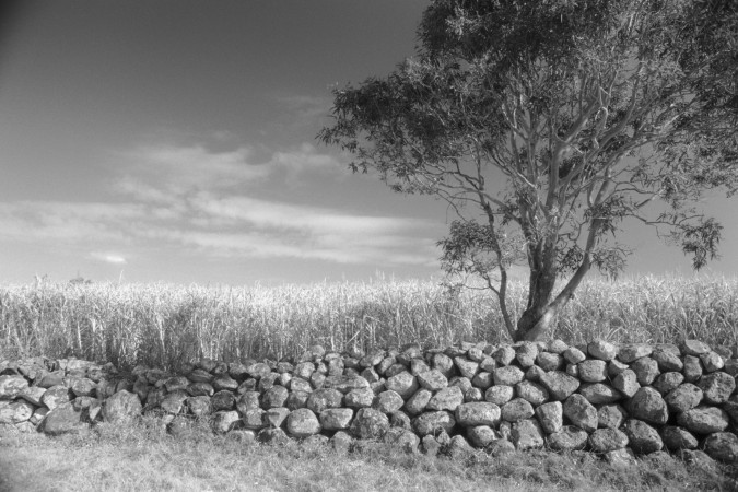 Stone wall built by Australian South Sea Islander labourers at Bargara, Queensland, 2000.