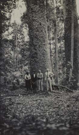 Four people at the base of a giant kauri pine tree on the Atherton Tableland in 1937.