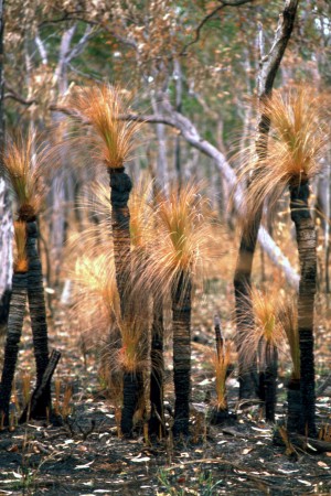 Grass trees with singed leaves near the Cape York Road.