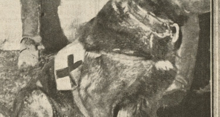 Red Cross dog which has saved many wounded in France, WWI.