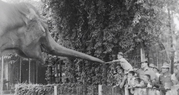 Australian Vietnam War servicemen taking local children to the Saigon Zoo.