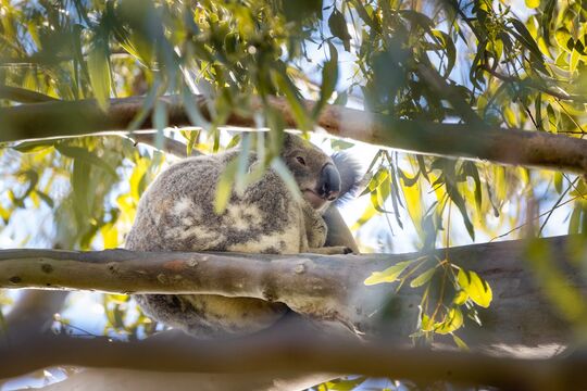 Koala sitting in gumtree.