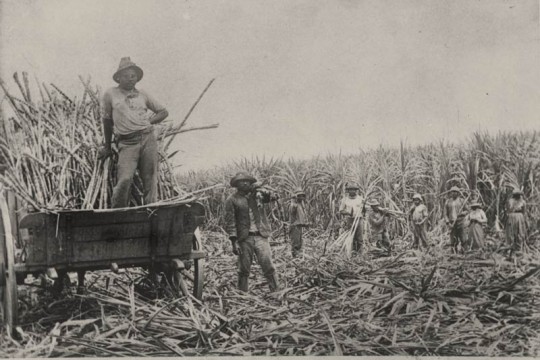 South Sea Islanders labourers loading cut sugar cane into a wagon Queensland
