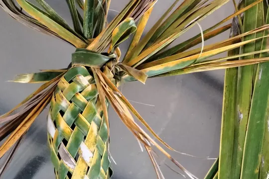 A green woven object made of banana leaf 