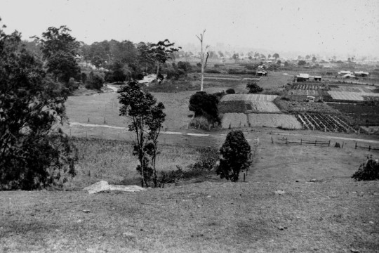 A view over vegetable plots surrounded by trees