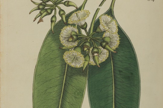 Eucalyptus resinifera, Exotic Botany, 1804-1805.