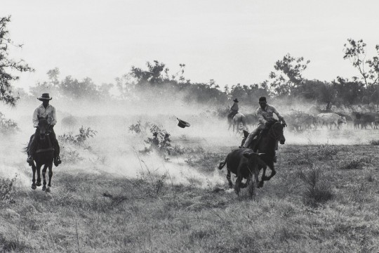 Stockmen rounding up cattle on horseback in Doomadgee in the 1960s.