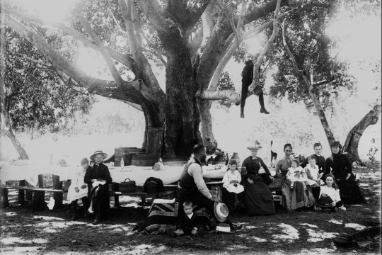 Group of people sitting at tables under a tree, having a picnic.