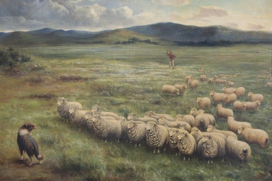 Anthony Alder (1838 – 1915), Lincoln sheep, Homeward Laddie, 1895, Oil on canvas, 109 x 135 cm, John Oxley Library, State Library of Queensland. ACC: 28082