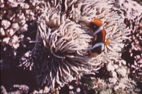 A visit to Australia’s Great Barrier Reef home movie.