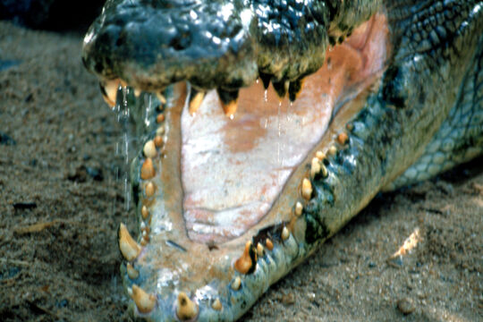close up photo of Crocodile at the Australian Crocodile Park