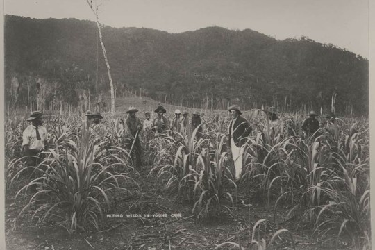 Overseer standing with the cane workers at the Hambledon Sugar plantation