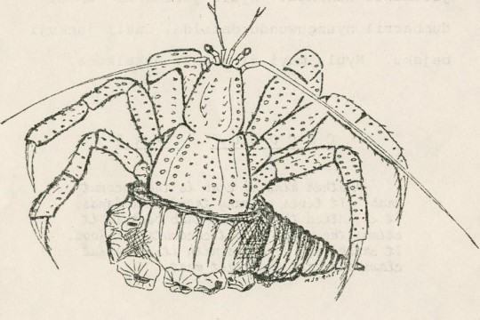 Illustration from Kiju (Crabs), a research project by the Grade 7 students of the Bloomfield River State School.