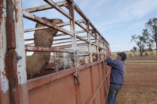 Loading camels on to trucks in western Queensland. 