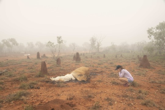 Station worker Kate Hunter mourning a dead Brahman mother and her calf after the floods on Gipsy Plains Station