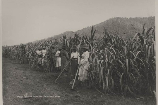 Australian South Sea Islander women working in the cane fields Hambledon Mill ca. 1890