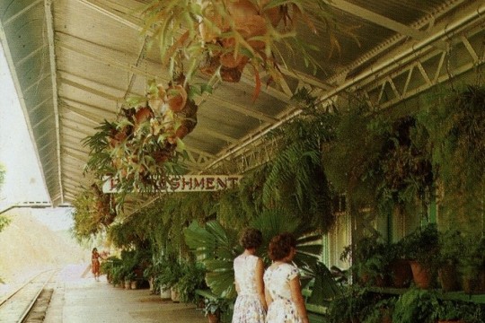 Visitors admiring the plantings on the platform at Kuranda Railway Station, Kuranda, Queensland, 1970. 