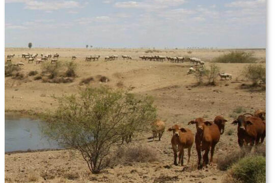 Stock gathering around waterhole