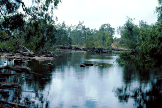 Scenic location on the Normanby River, Cape York (1984).