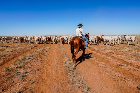 Zach Weir mustering cattle, Davenport Downs Station, 22 March 2020.