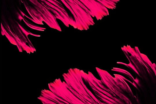 Pink feathers on a dark background