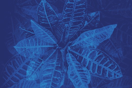 Blue leaf texture