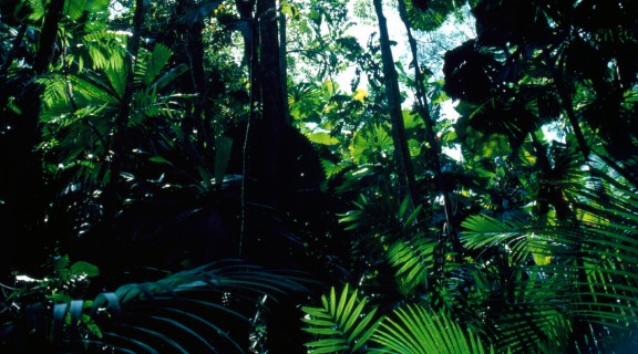 Looking up into the canopy of dense rainforest 