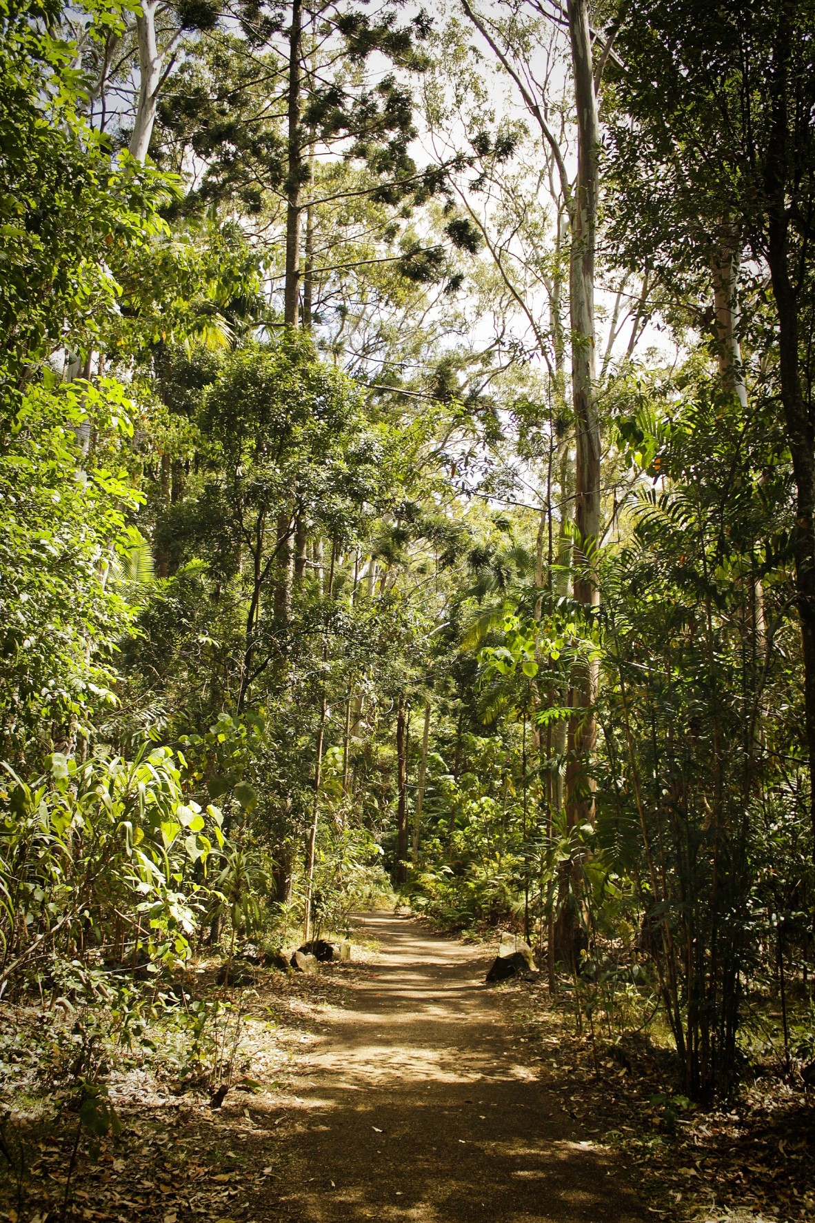 A walking path in Eric Joseph Foote War Memorial Sanctuary. The Sanctuary is home to a wide array of native flora and fauna.