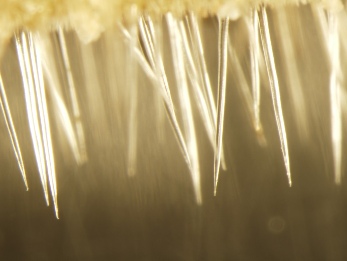 Needle-like hairs of Dendrocnide moroides.