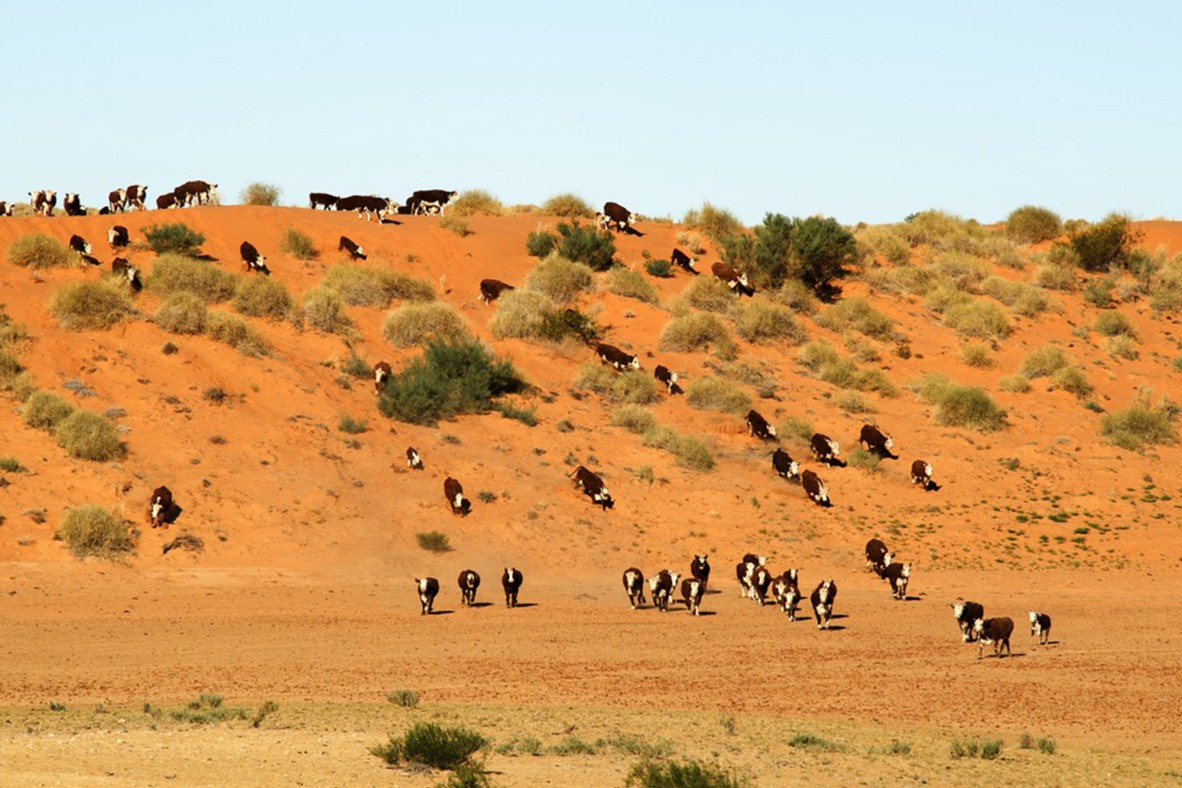 Cows running down a hill in the outback. The soil is a bright orchre orange.