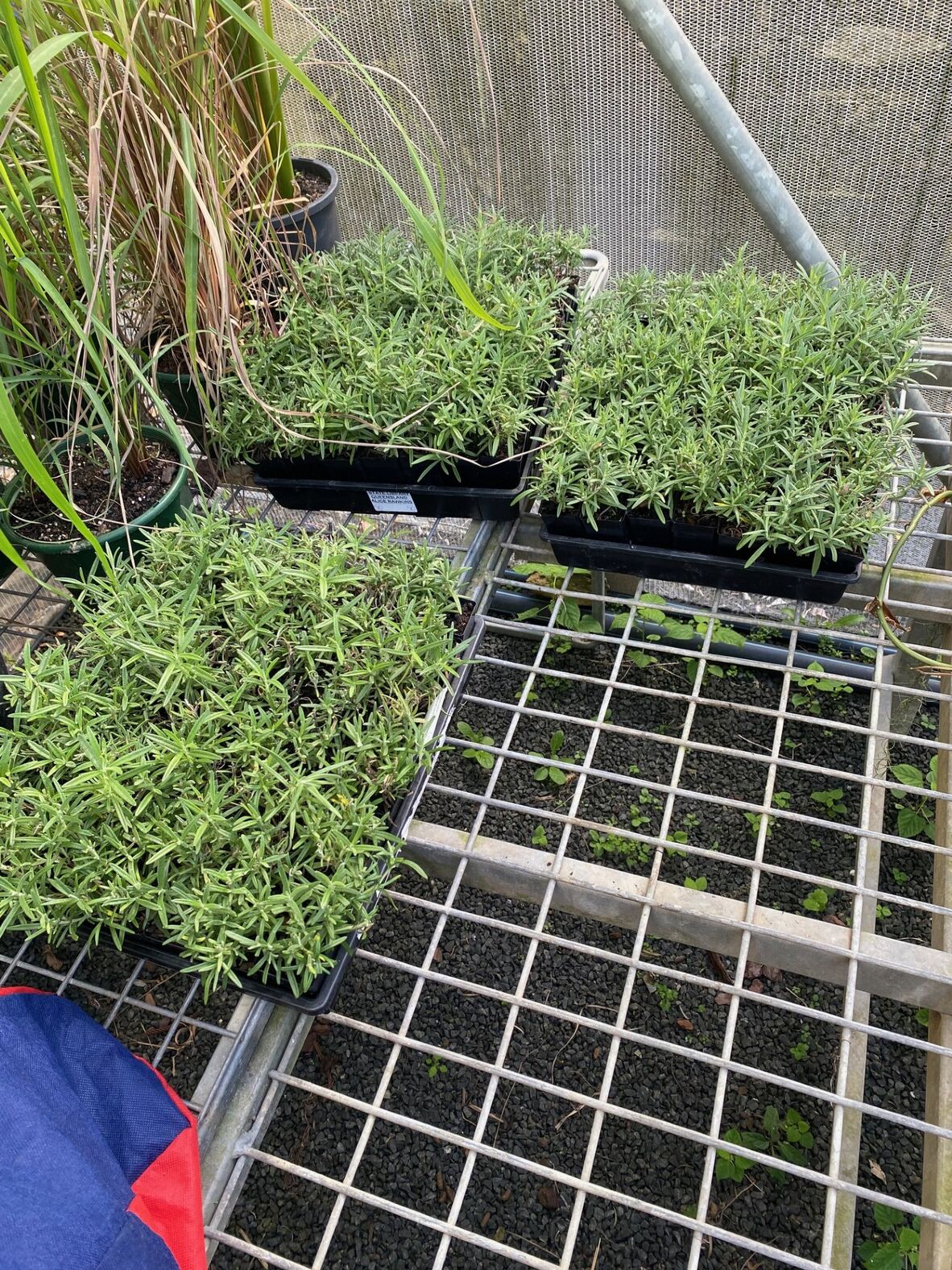 Gallipoli Rosemary Tubes at Roma Street Garden Greenhouses