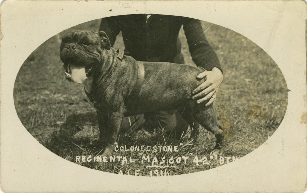 Colonel Stone the Regimental Mascot of the 42nd Battalion at the Enoggera Military Training Camp, Brisbane, 1916
